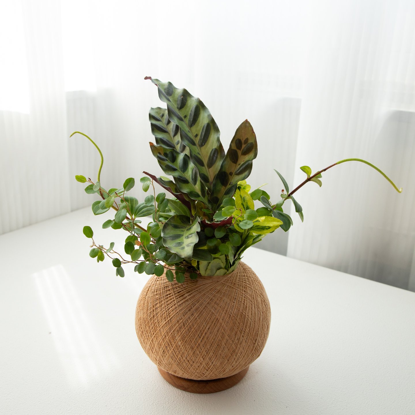 貓眼竹芋 手作組合植栽苔球