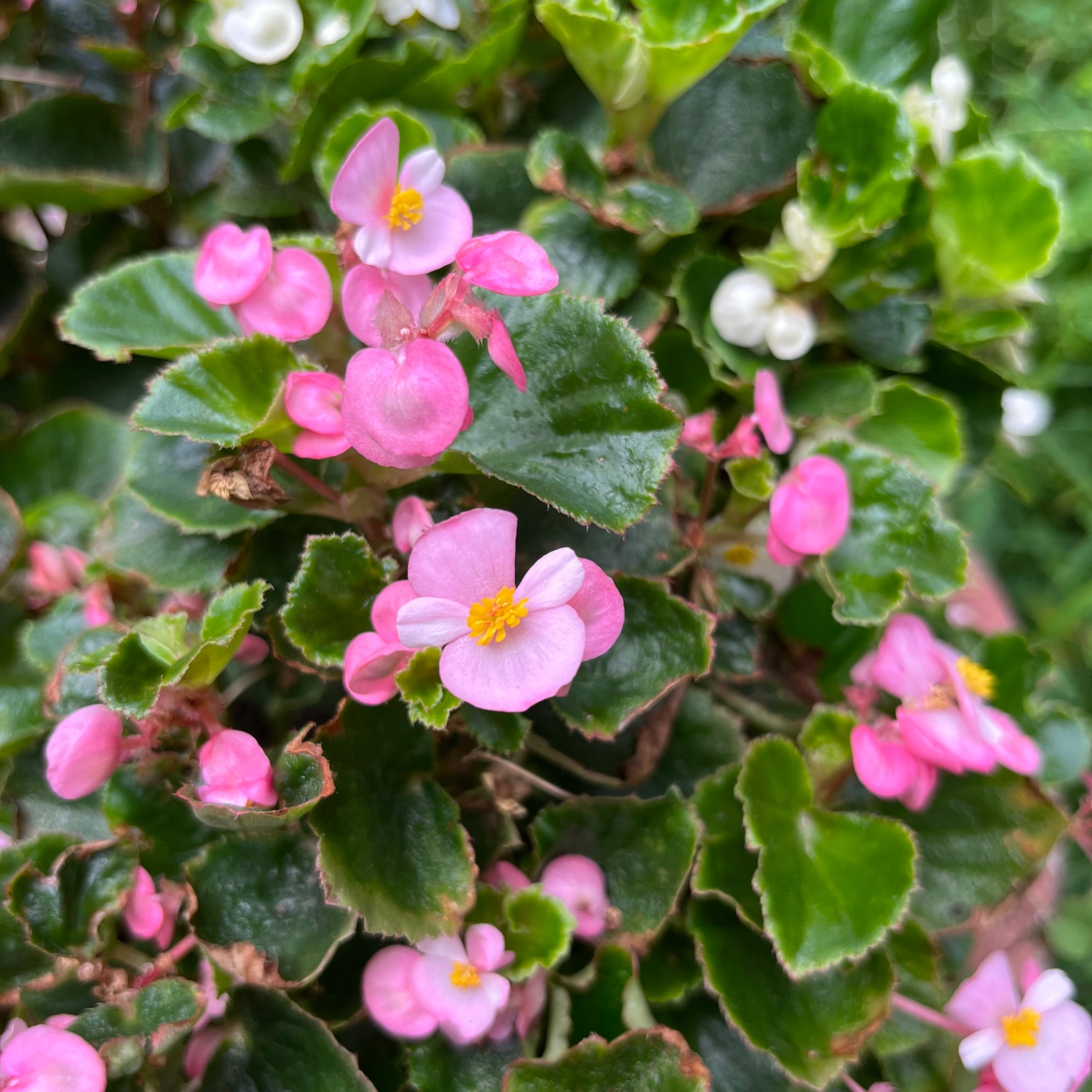 新上架 ❙ 植栽設計