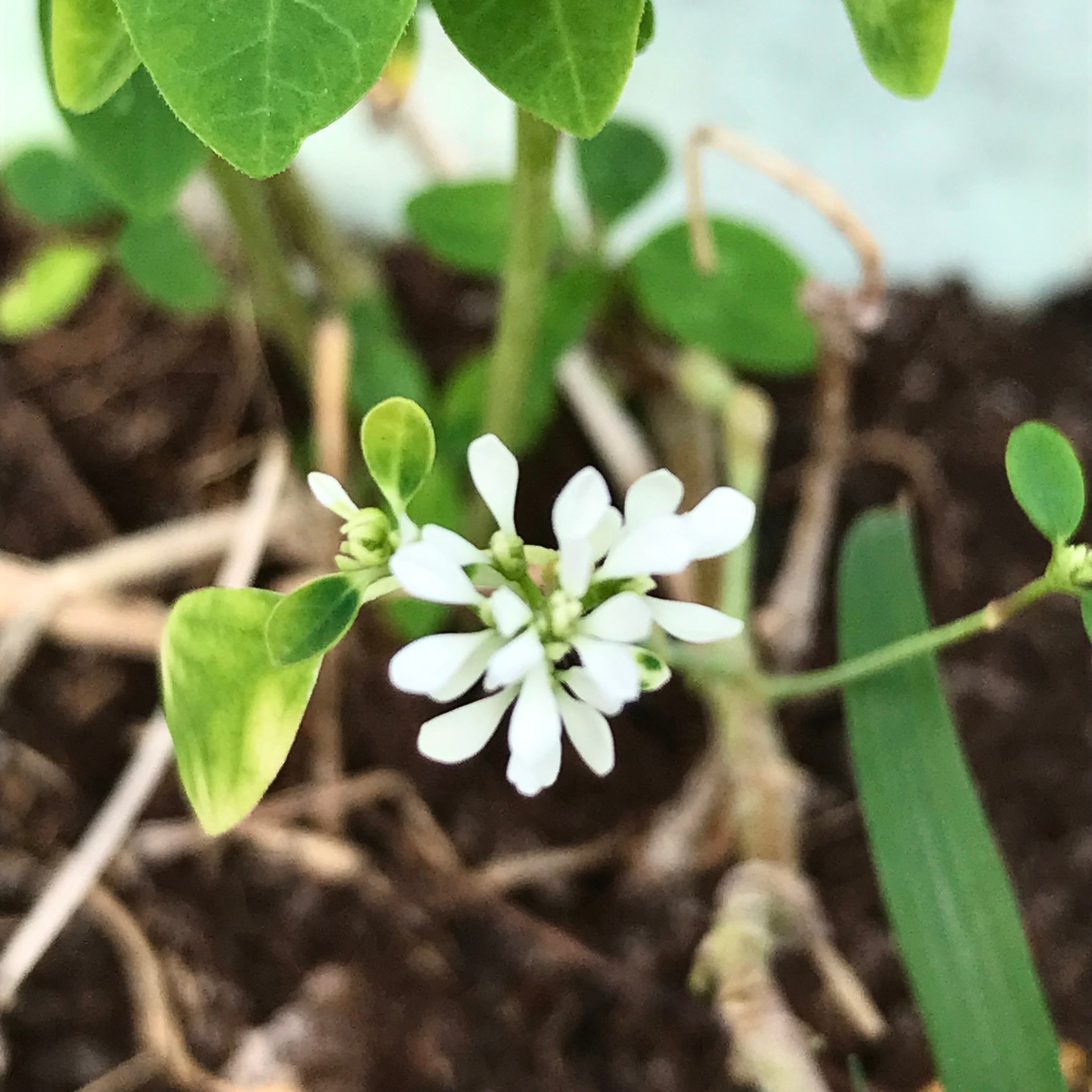 新上架 ❙  植栽設計