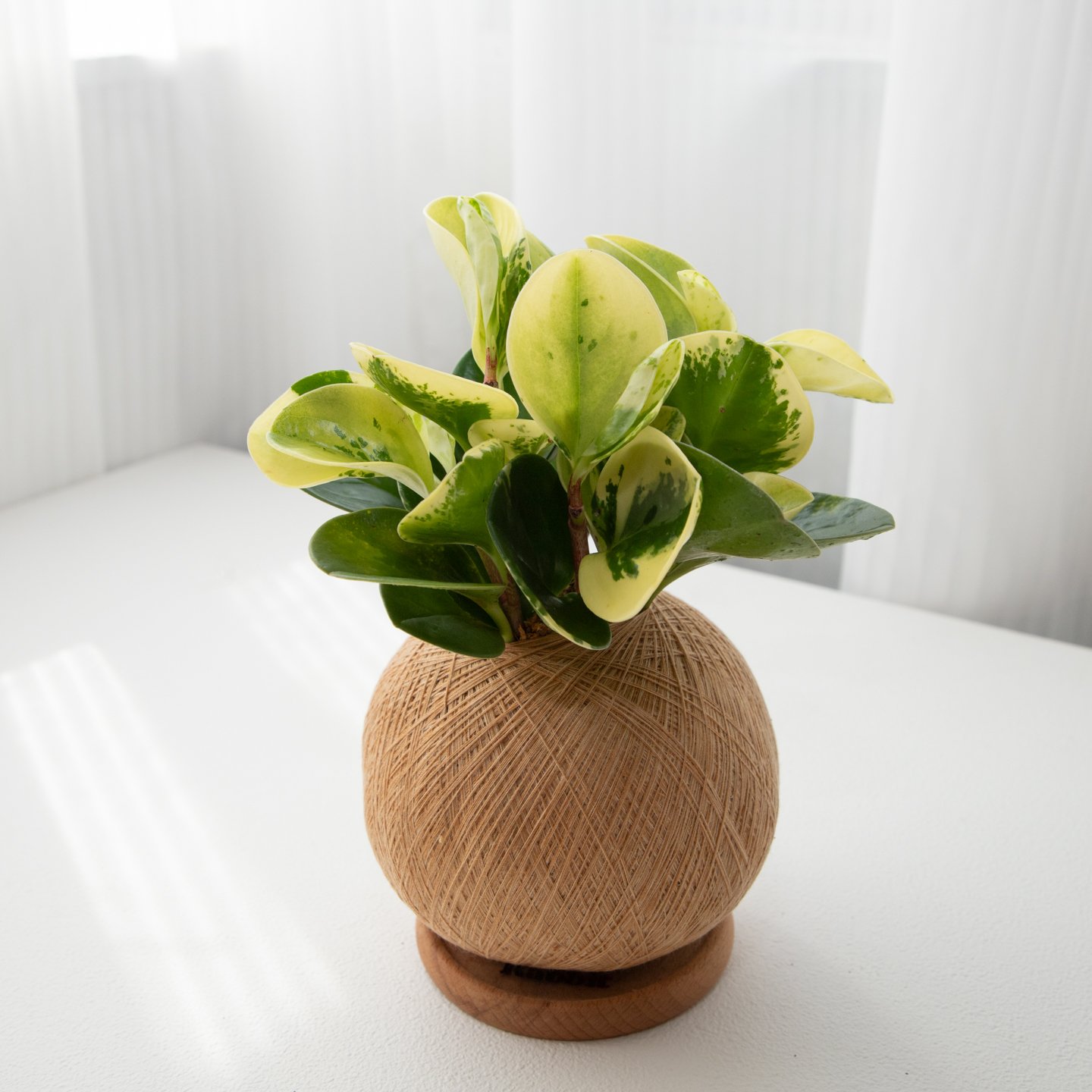 斑葉圓椒草 手作植栽苔球