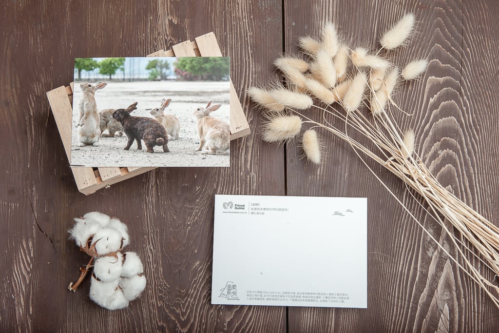 兔子攝影明信片- 《企盼》