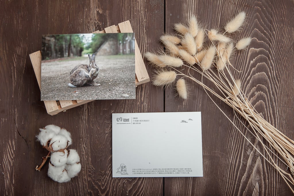 兔子攝影明信片- 《俏皮》