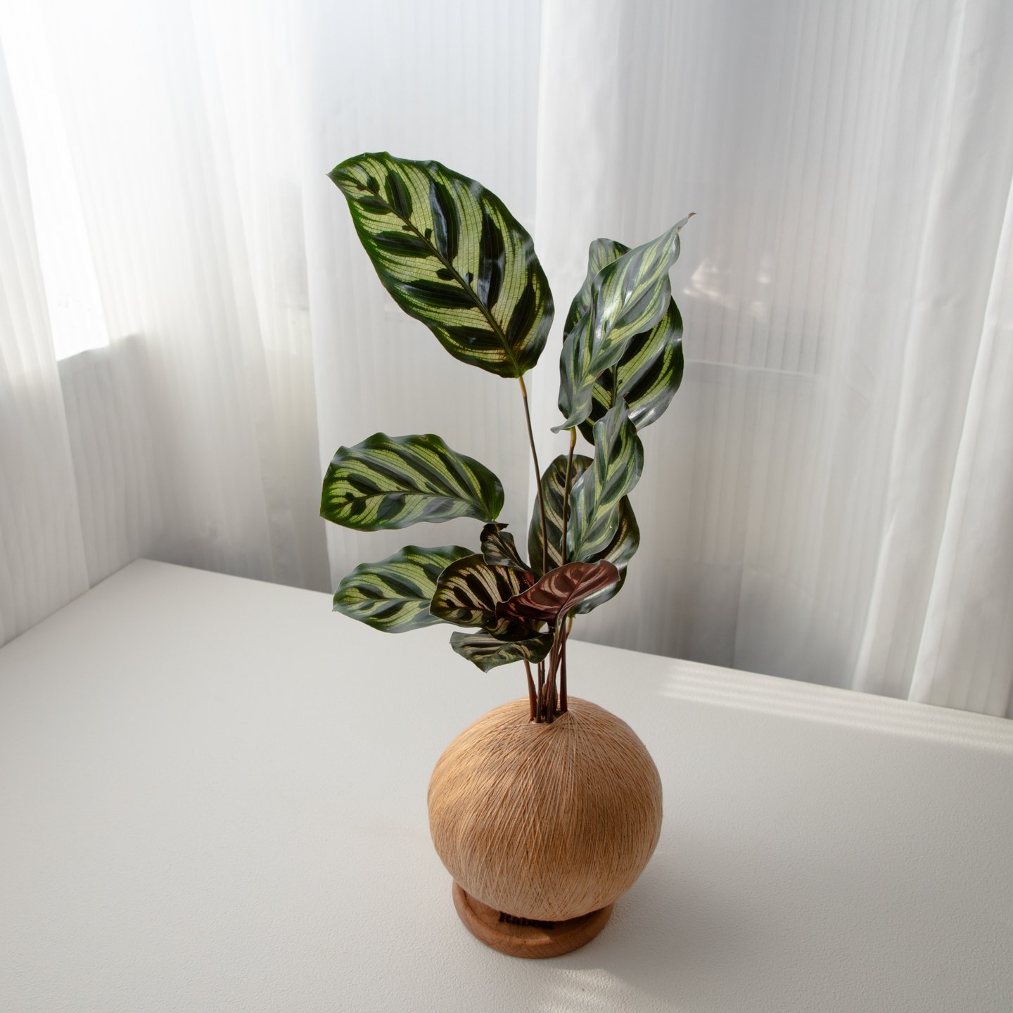 孔雀竹芋 手作植栽苔球