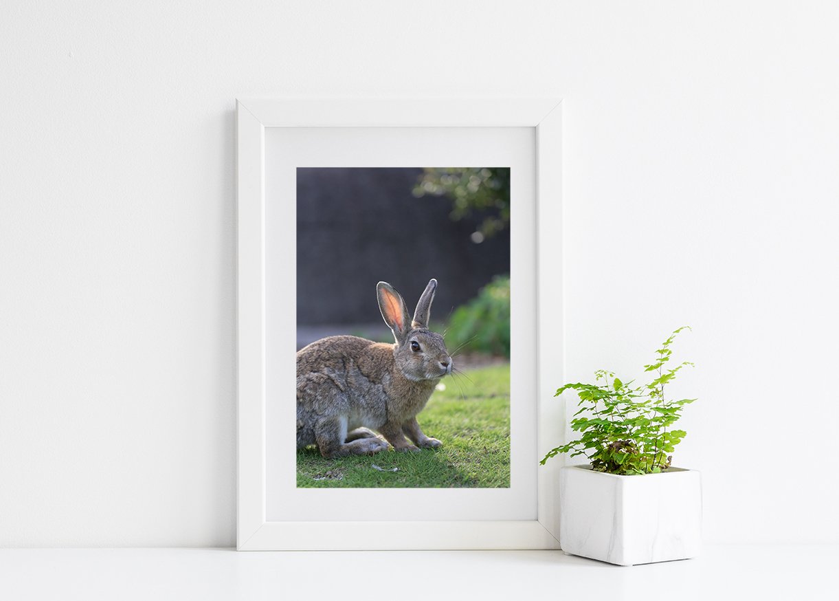 攝影藝術微噴原作 - 《沐浴晨光》