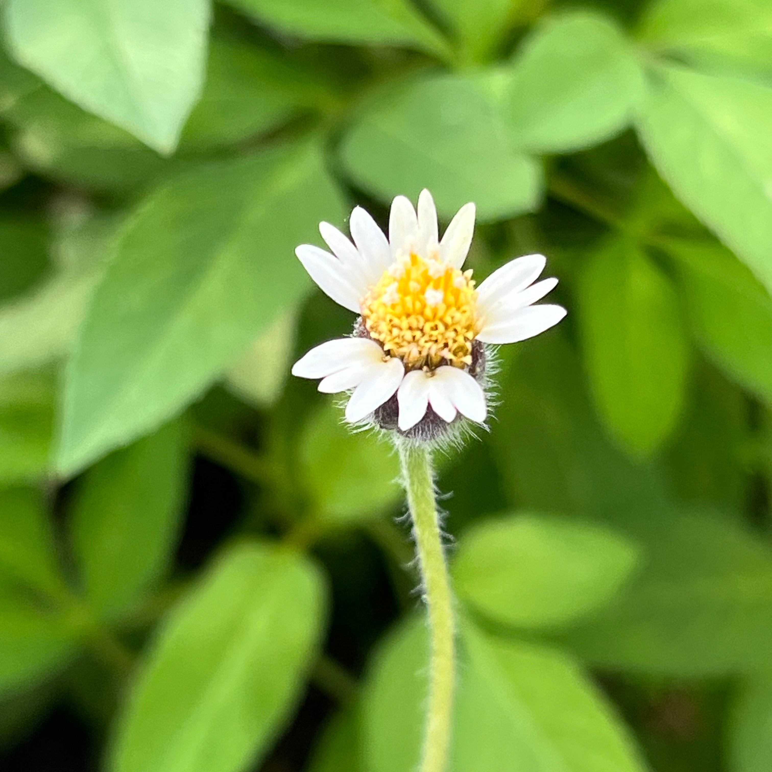新上架 ❙ 植栽設計