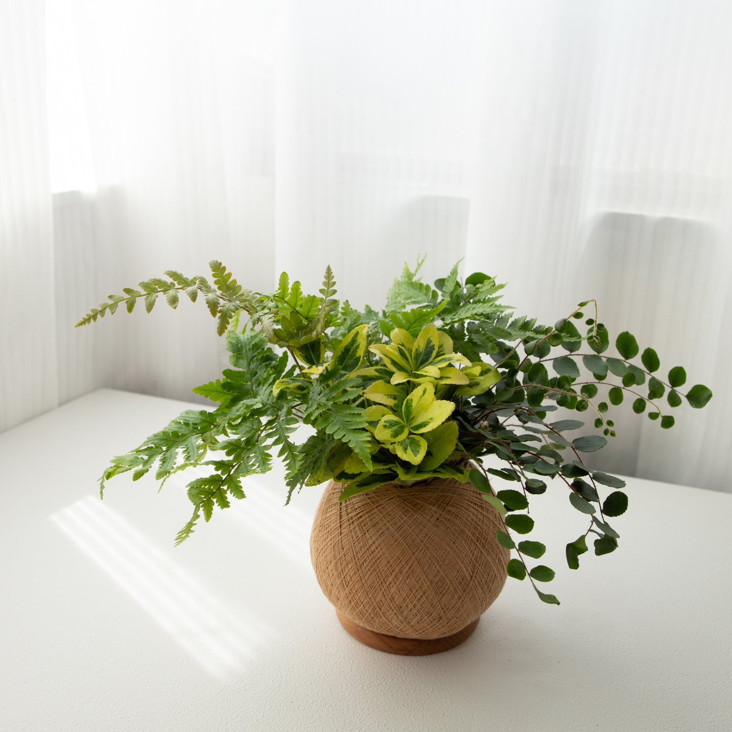 鈕扣蕨 手作組合植栽苔球