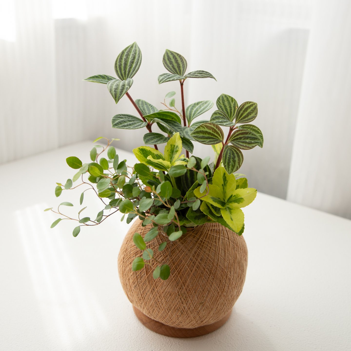 鐵線藤 手作組合植栽苔球