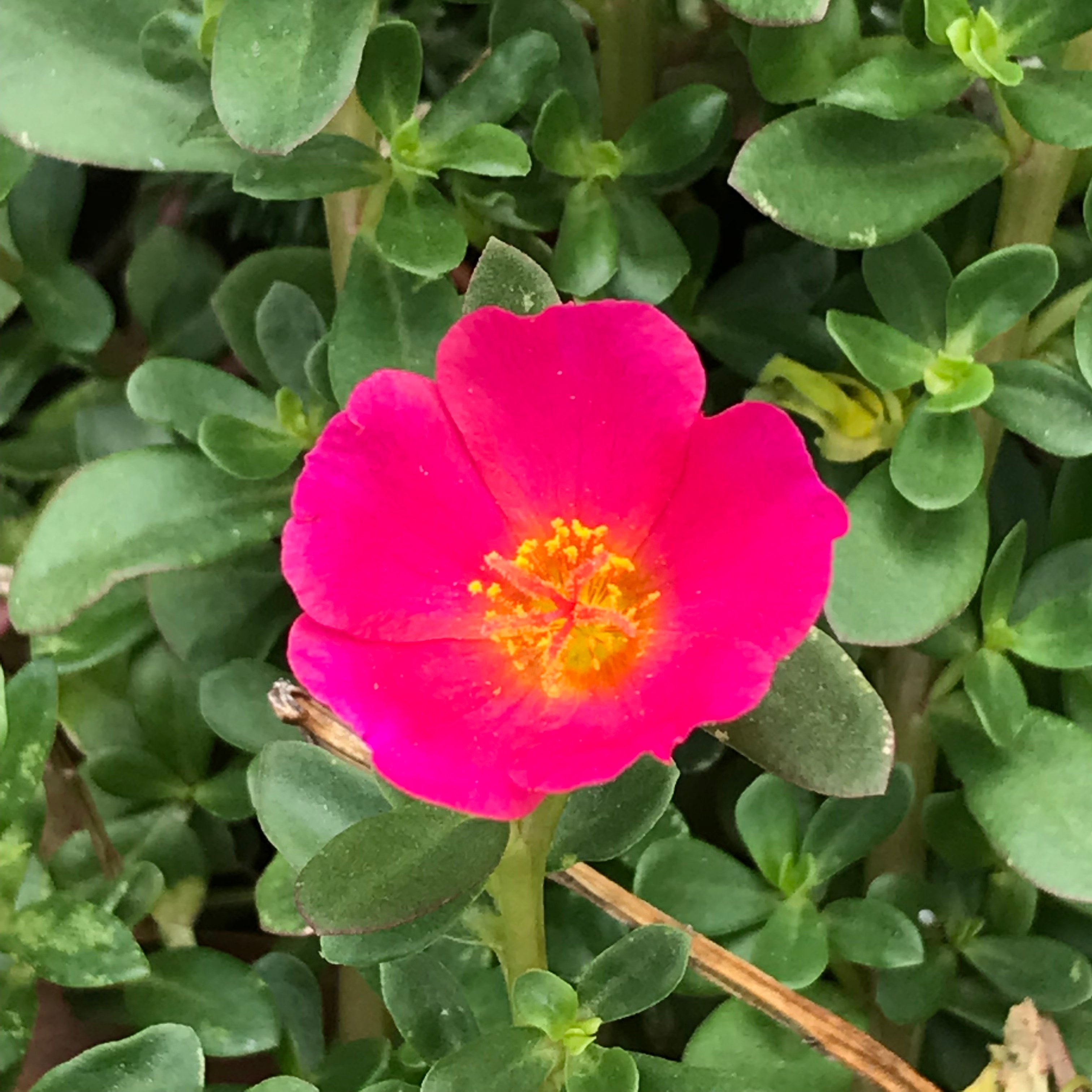 新上架 ❙  植栽設計