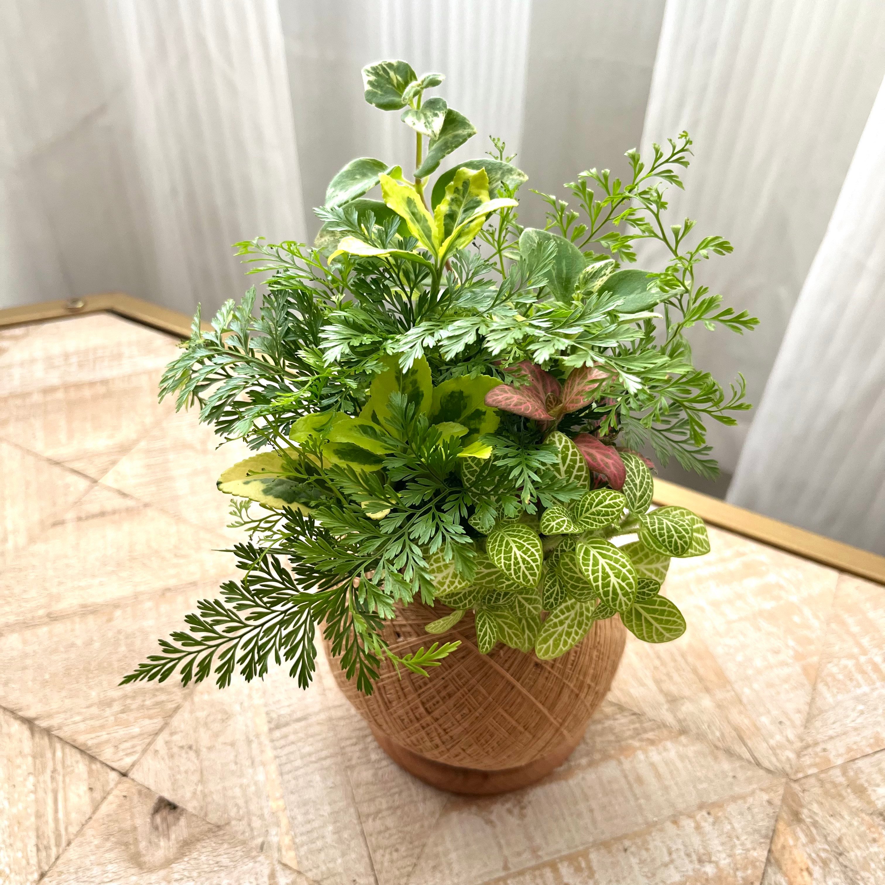 兔腳蕨 手作組合植栽苔球