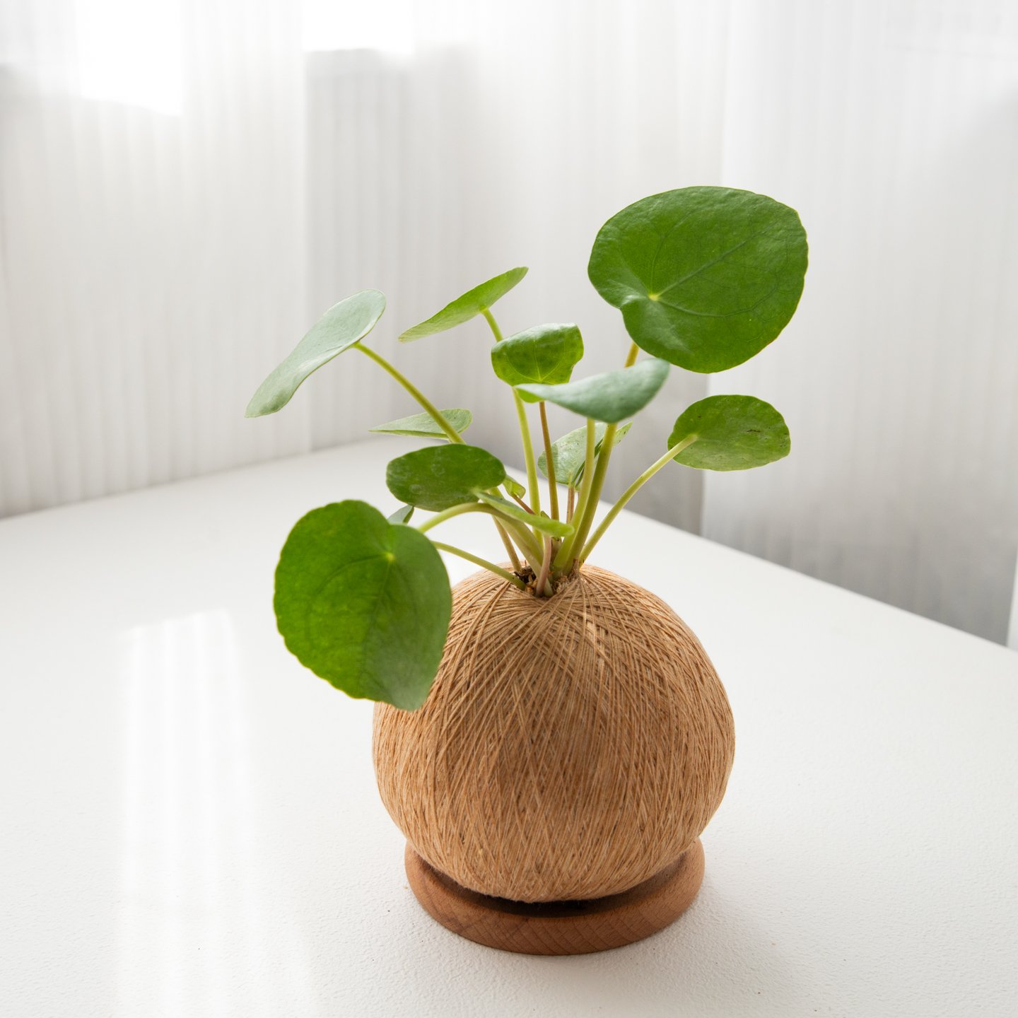 鏡面草 手作植栽苔球