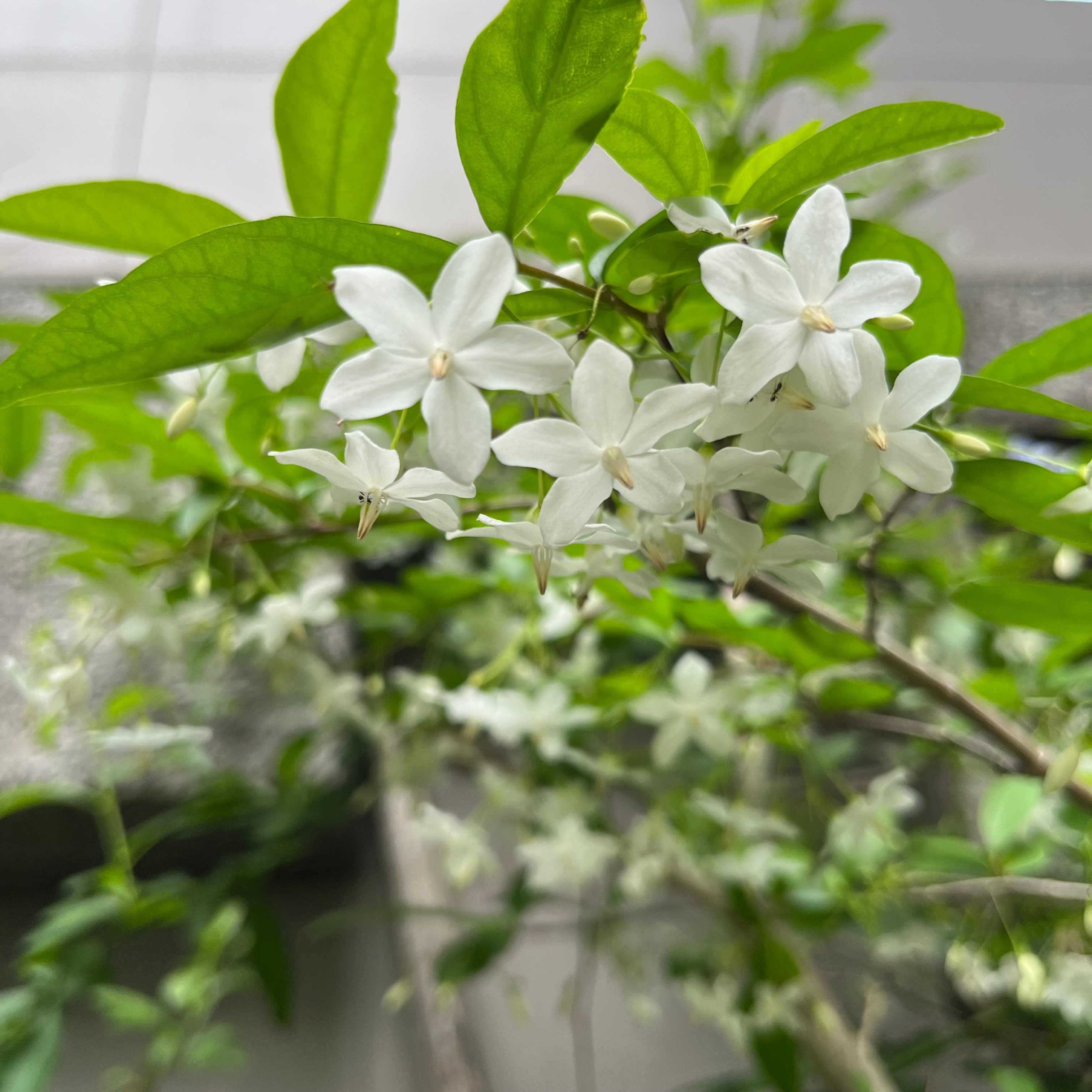 FB & IG 社群平台 暫停客服功能