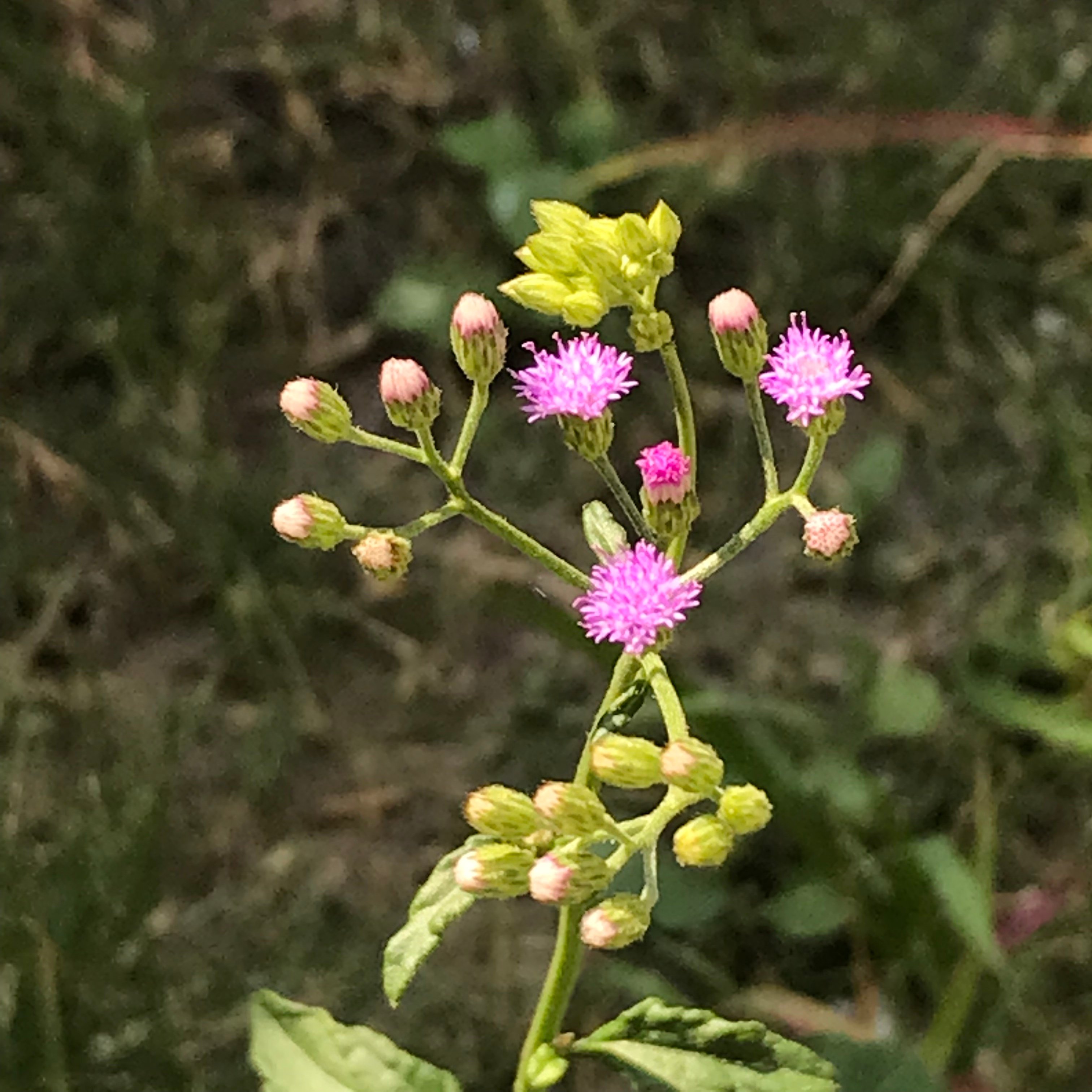 新上架 ❙ 植栽設計