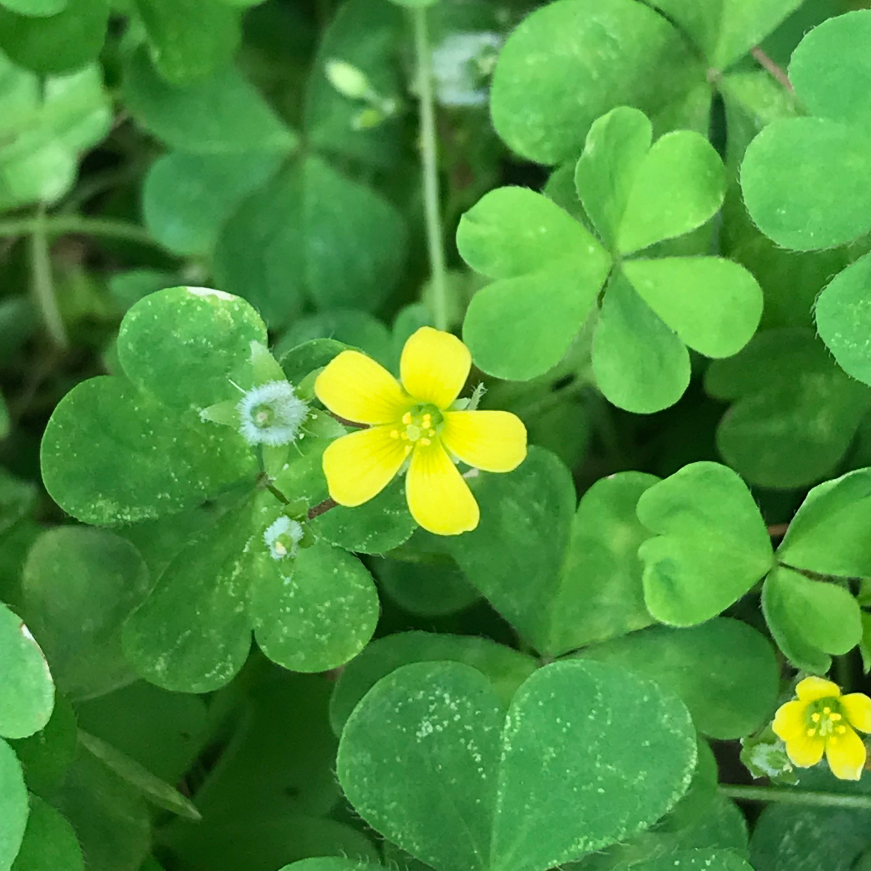 新上架 ❙  植栽設計