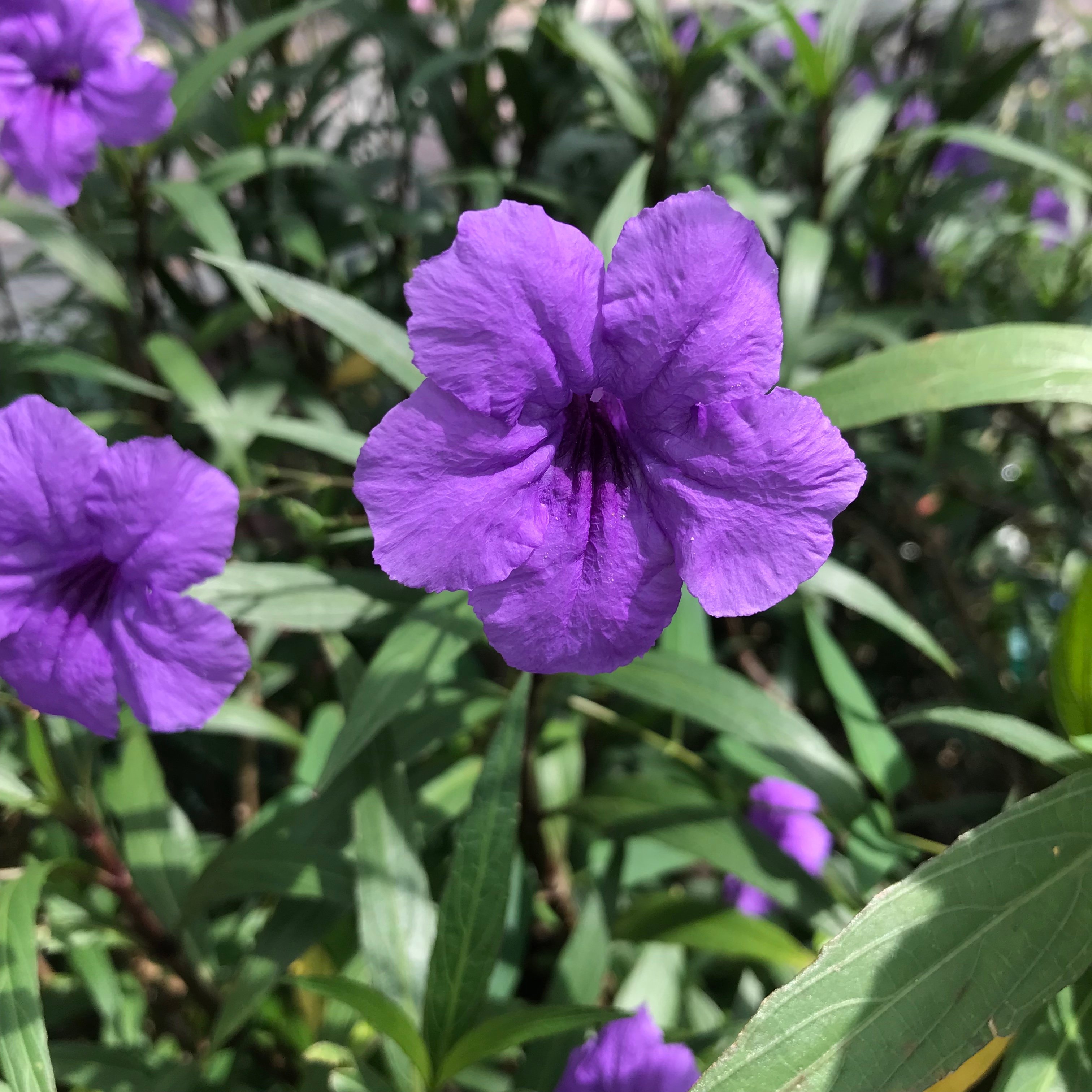 新上架 ❙  植栽設計