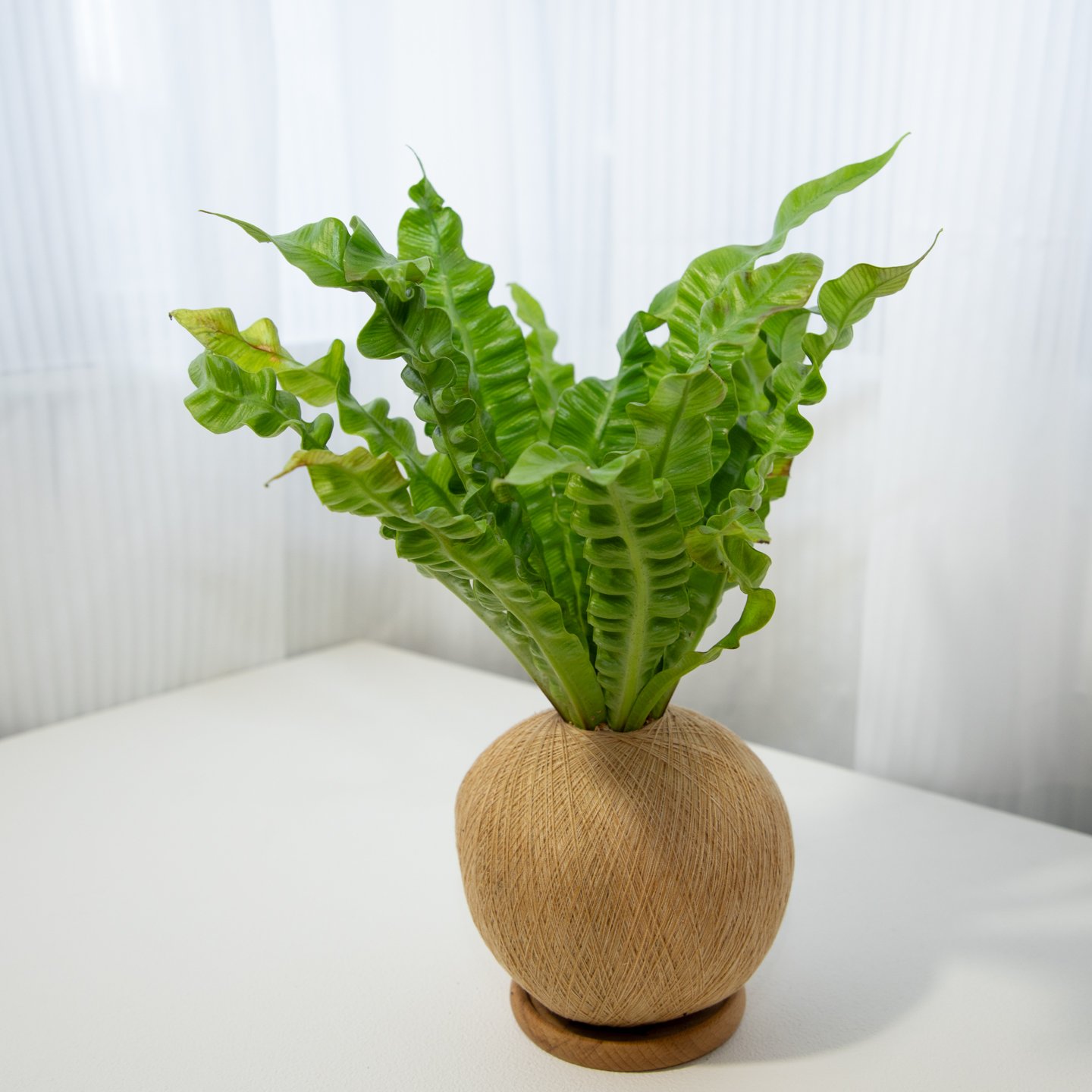 眼鏡蛇山蘇 手作植栽苔球