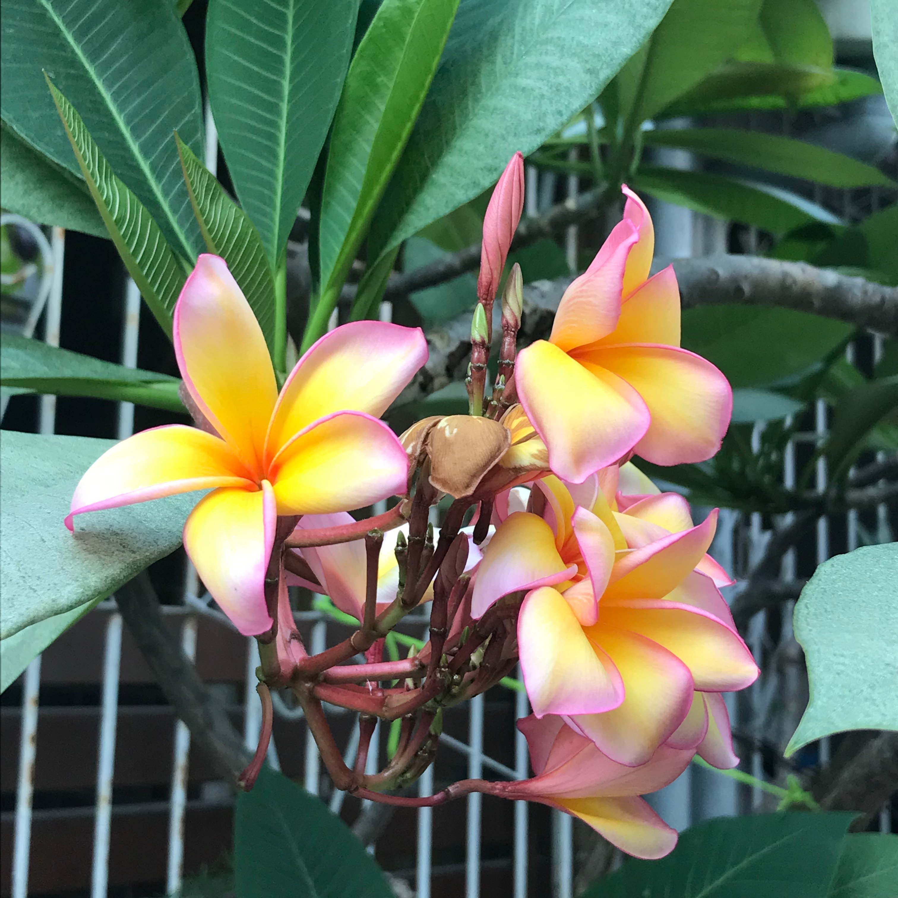 新增物流 ❙ 台南地區提供 Lalamove 配送服務囉！