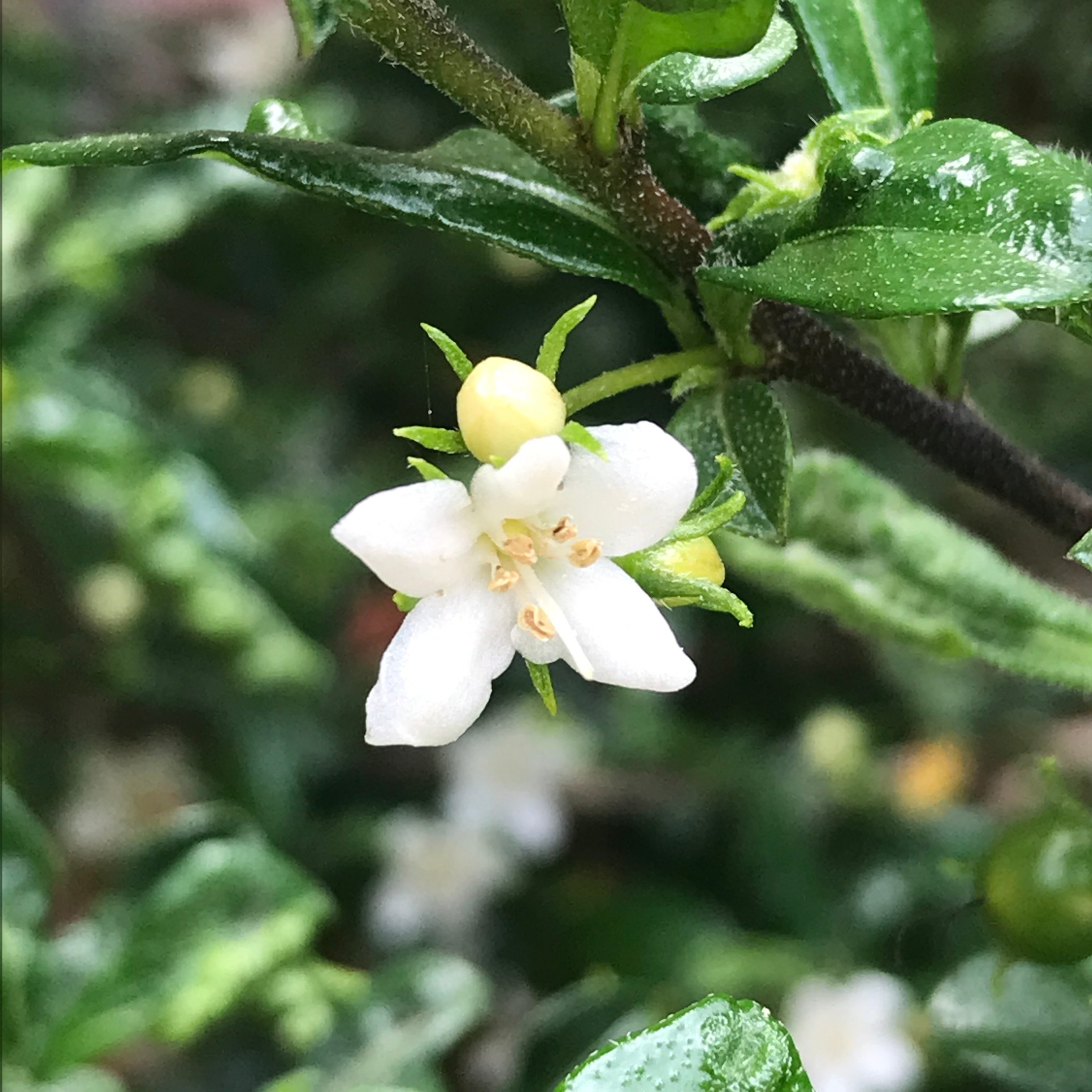 新上架 ❙  植栽設計