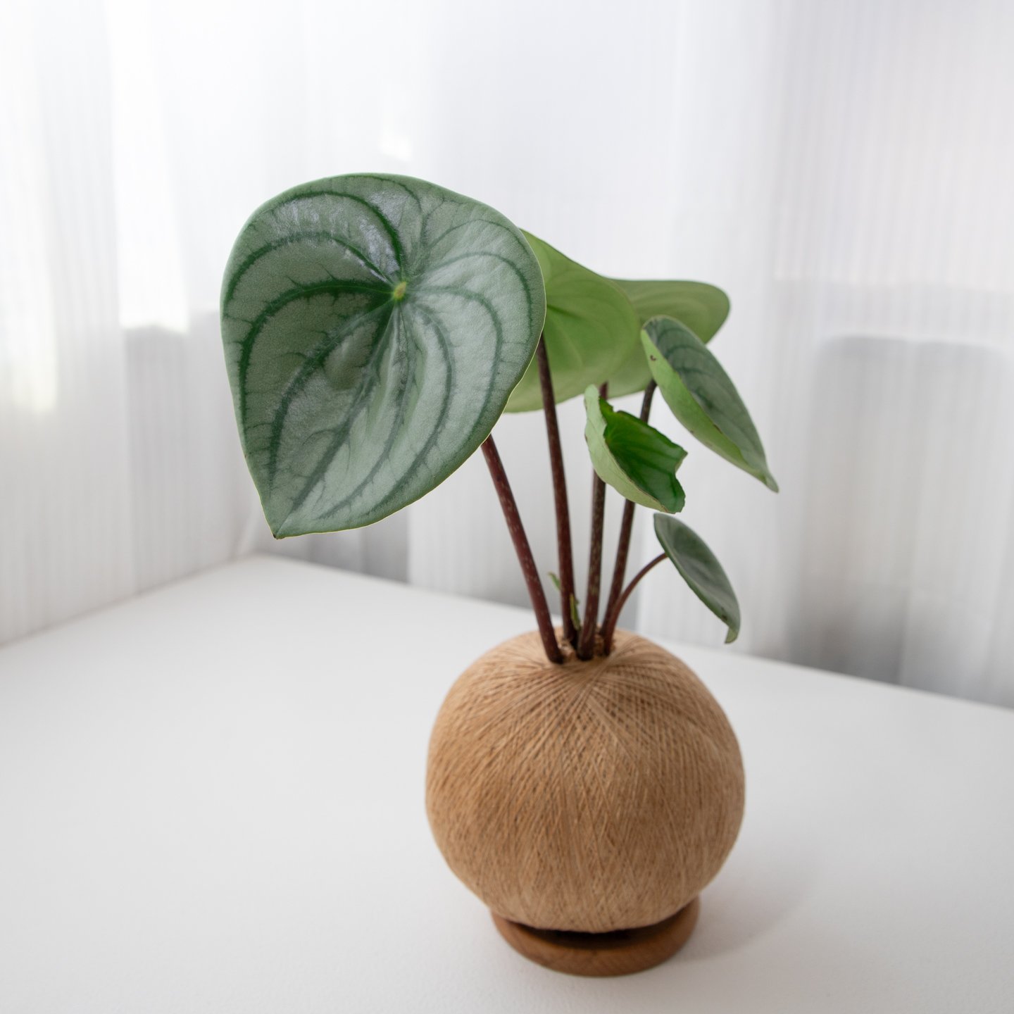 大西瓜皮椒草 手作植栽苔球