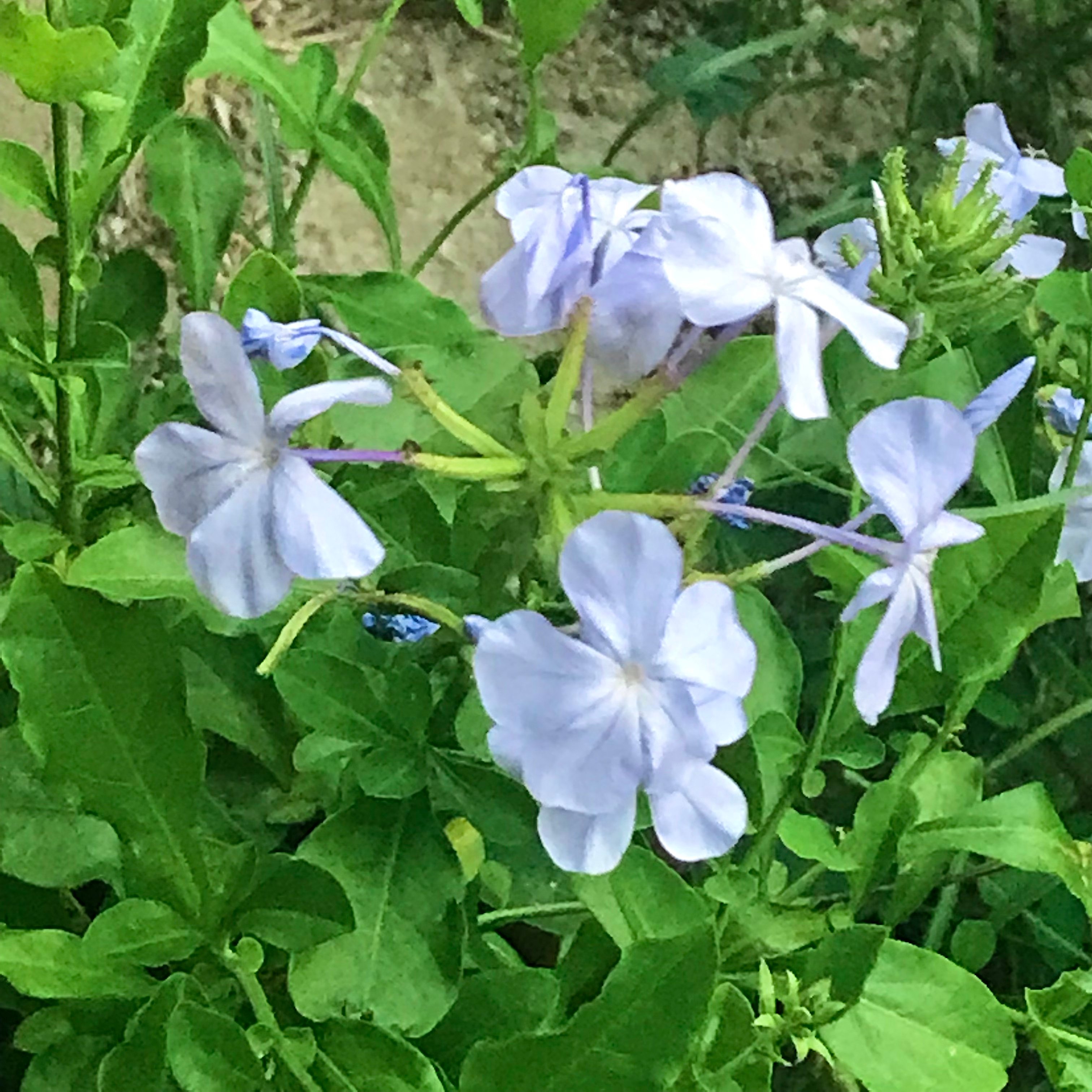 新上架 ❙ 植栽設計