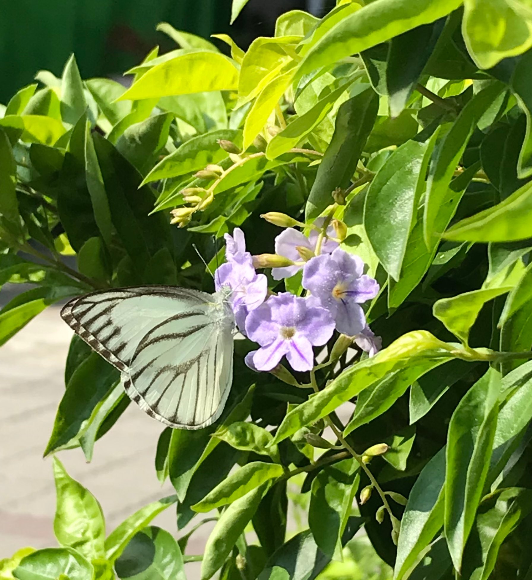 新上架 ❙ 植栽設計