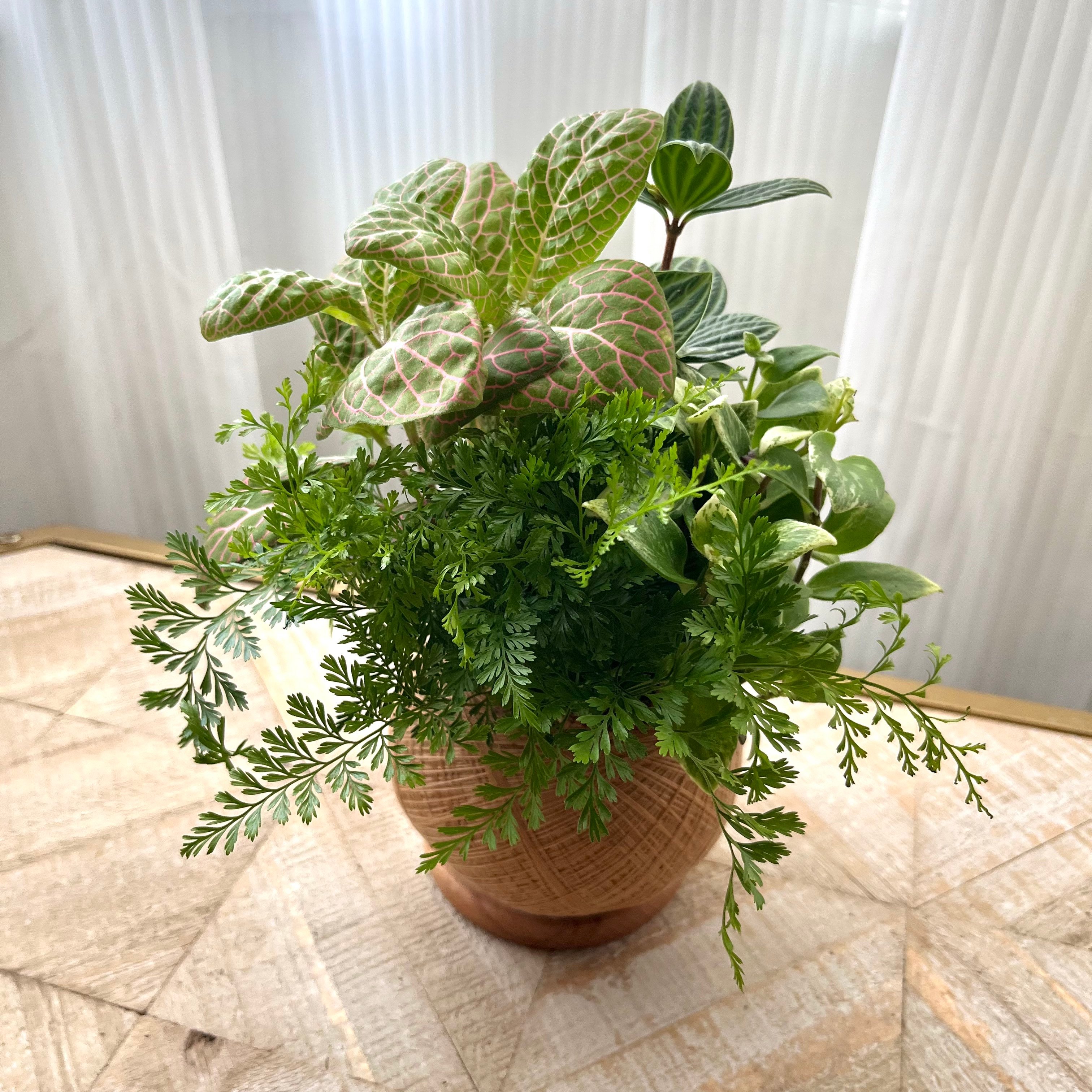 兔腳蕨 手作組合植栽苔球