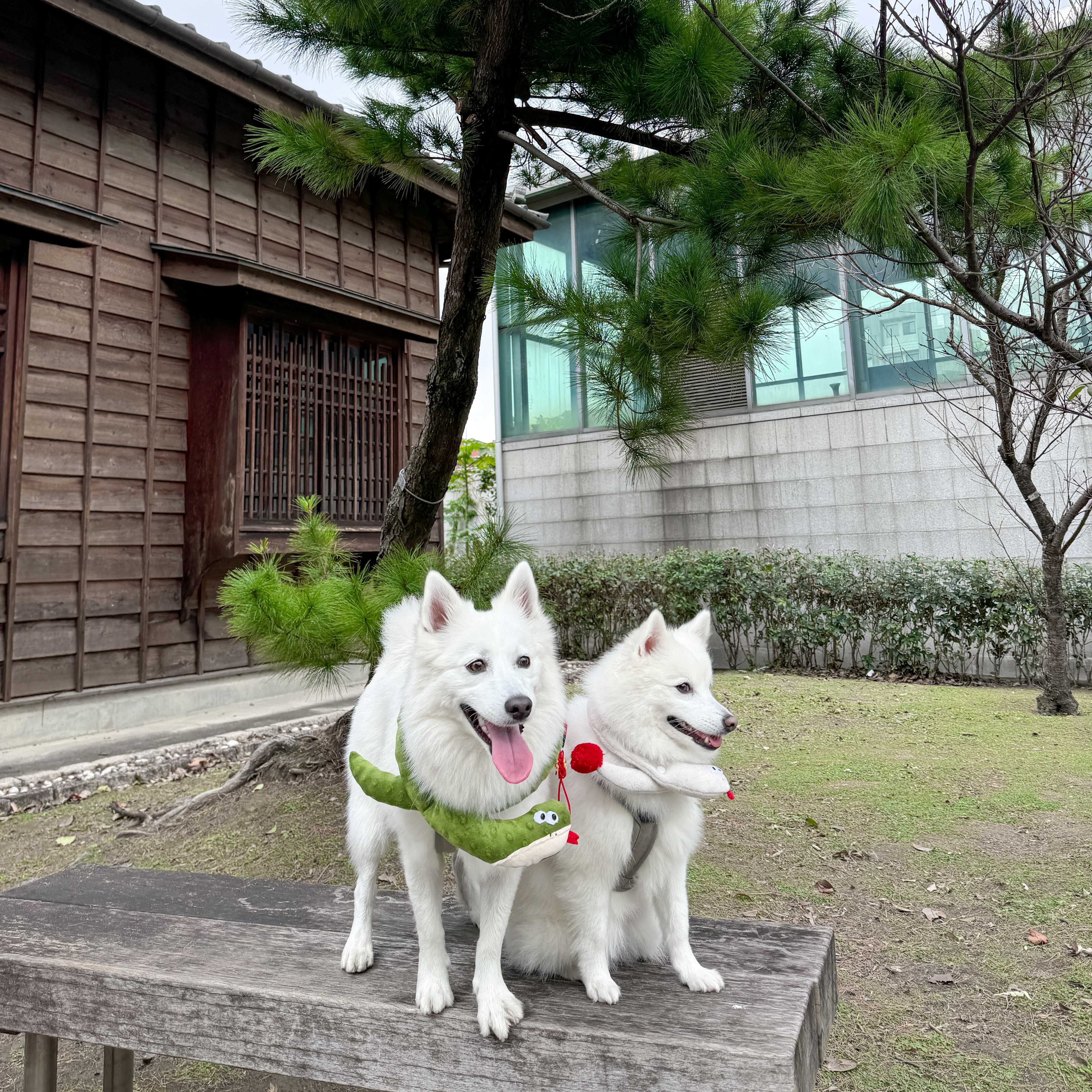 ꒰ 2025蛇年限定 ꒱