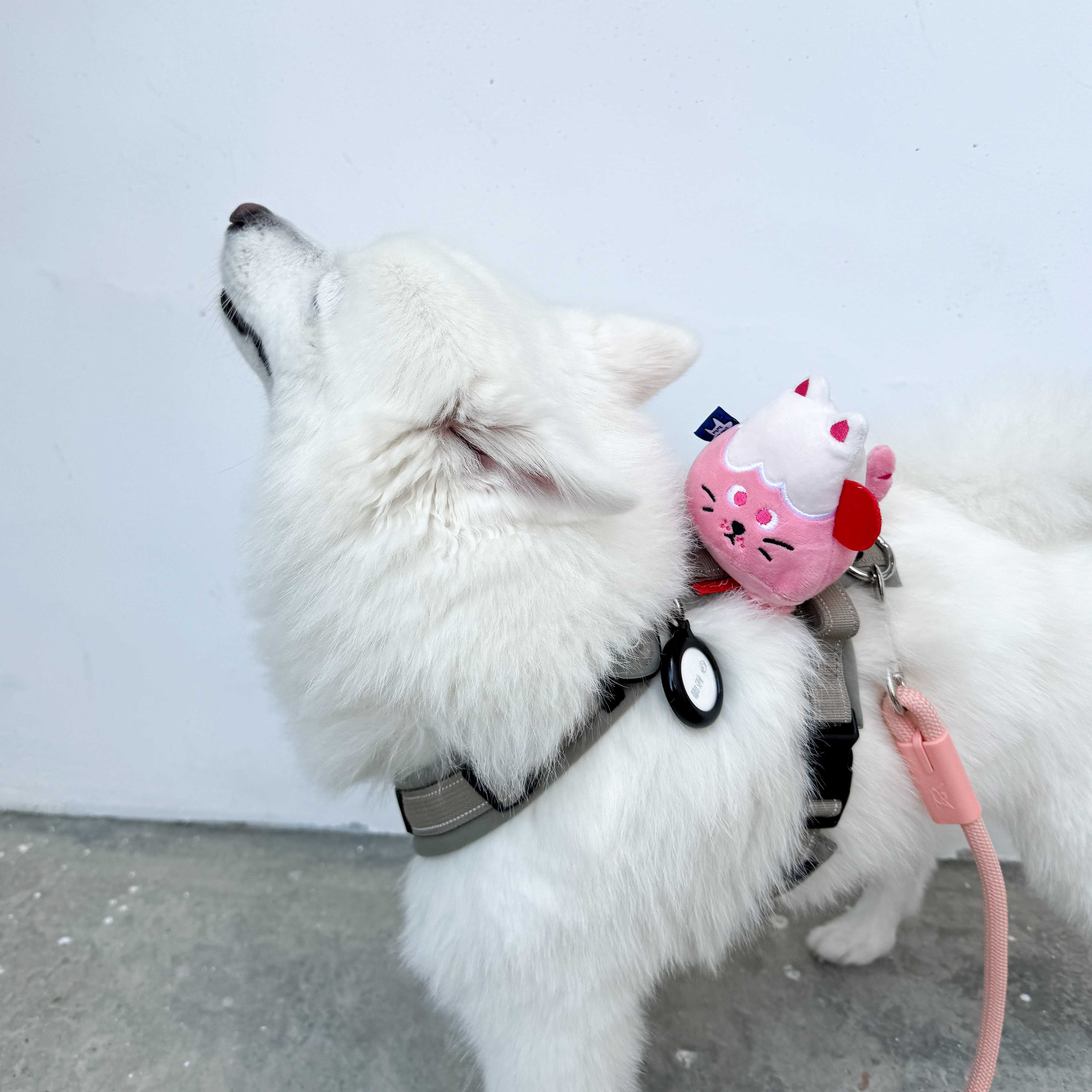 ꒰ 富士小貓 FUNI 芙妮 ꒱