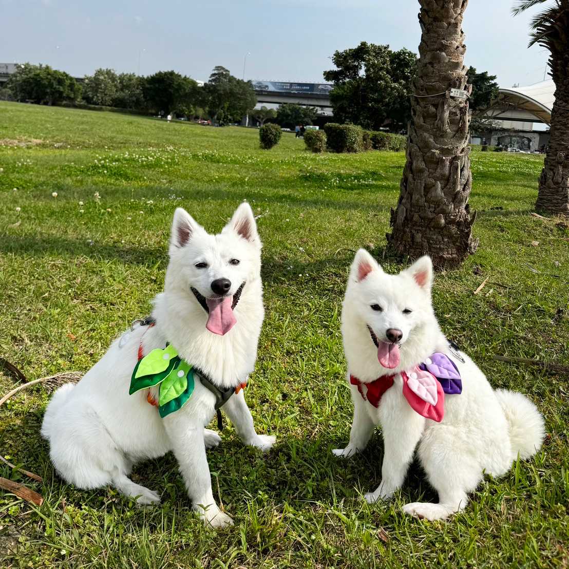 ꒰ 雙層葉子 ꒱