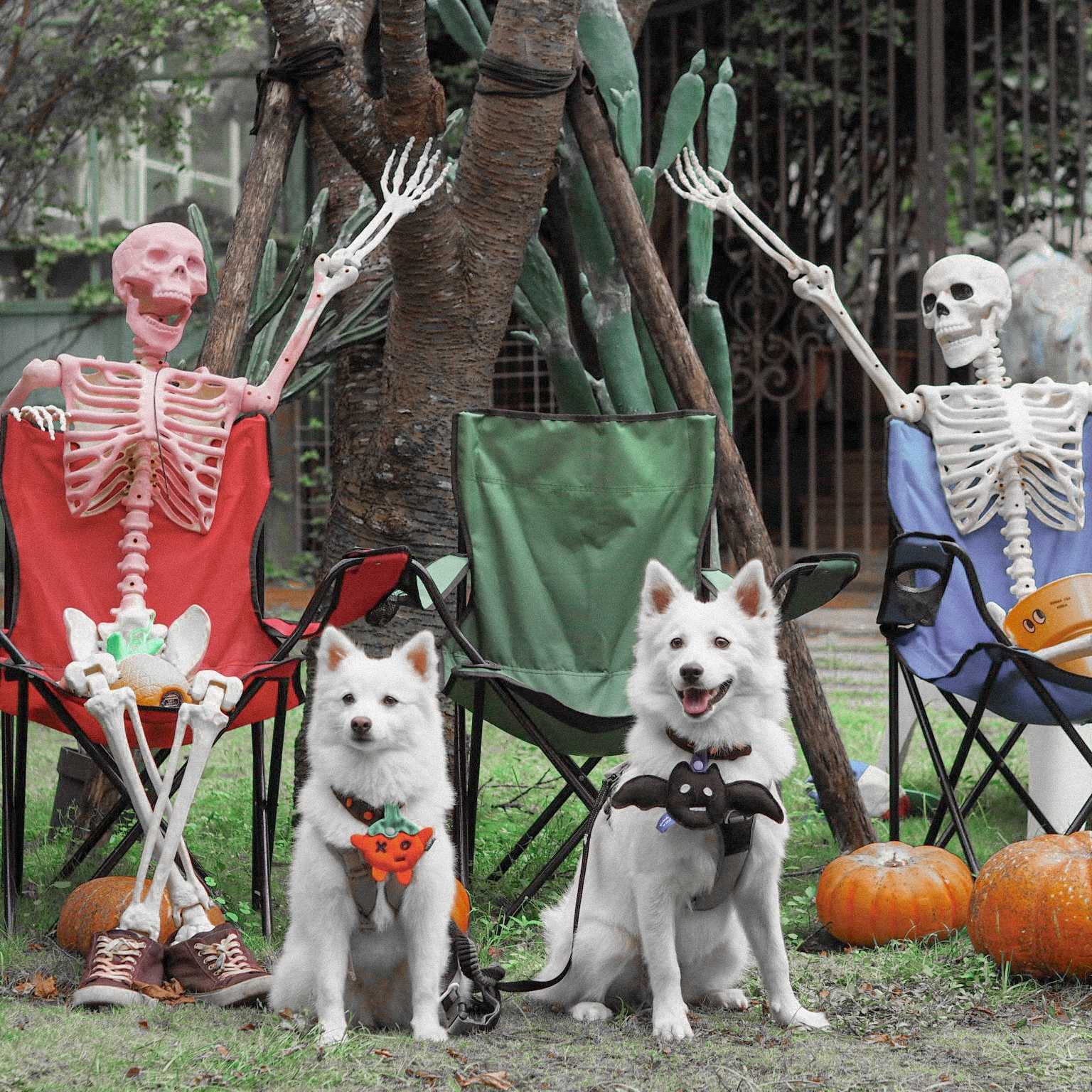 ꒰ 2023萬聖限定 ꒱