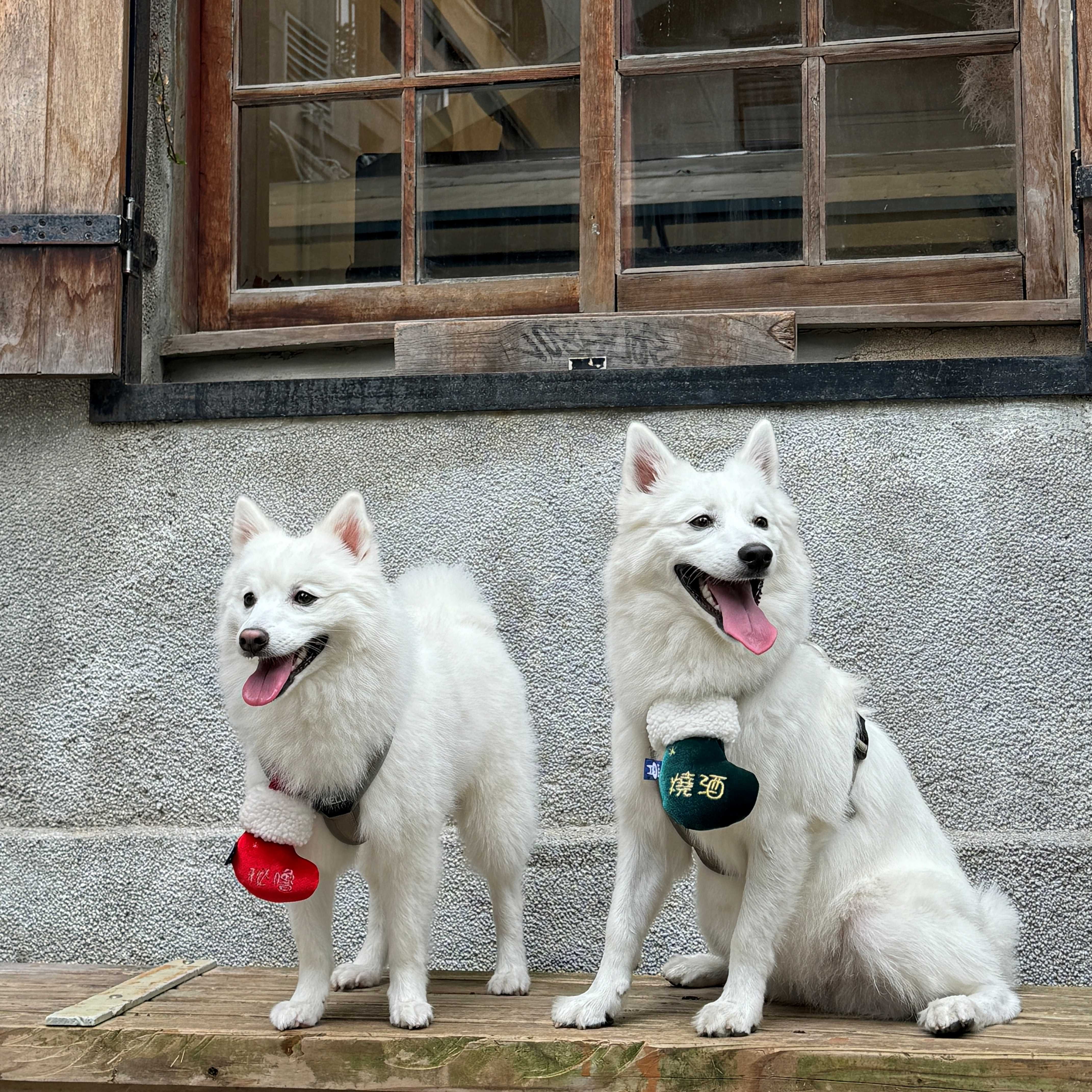 ꒰ 2024聖誕限定 ꒱