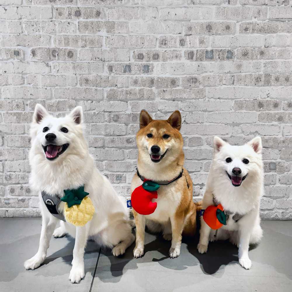 ꒰ 水果拼盤 ꒱