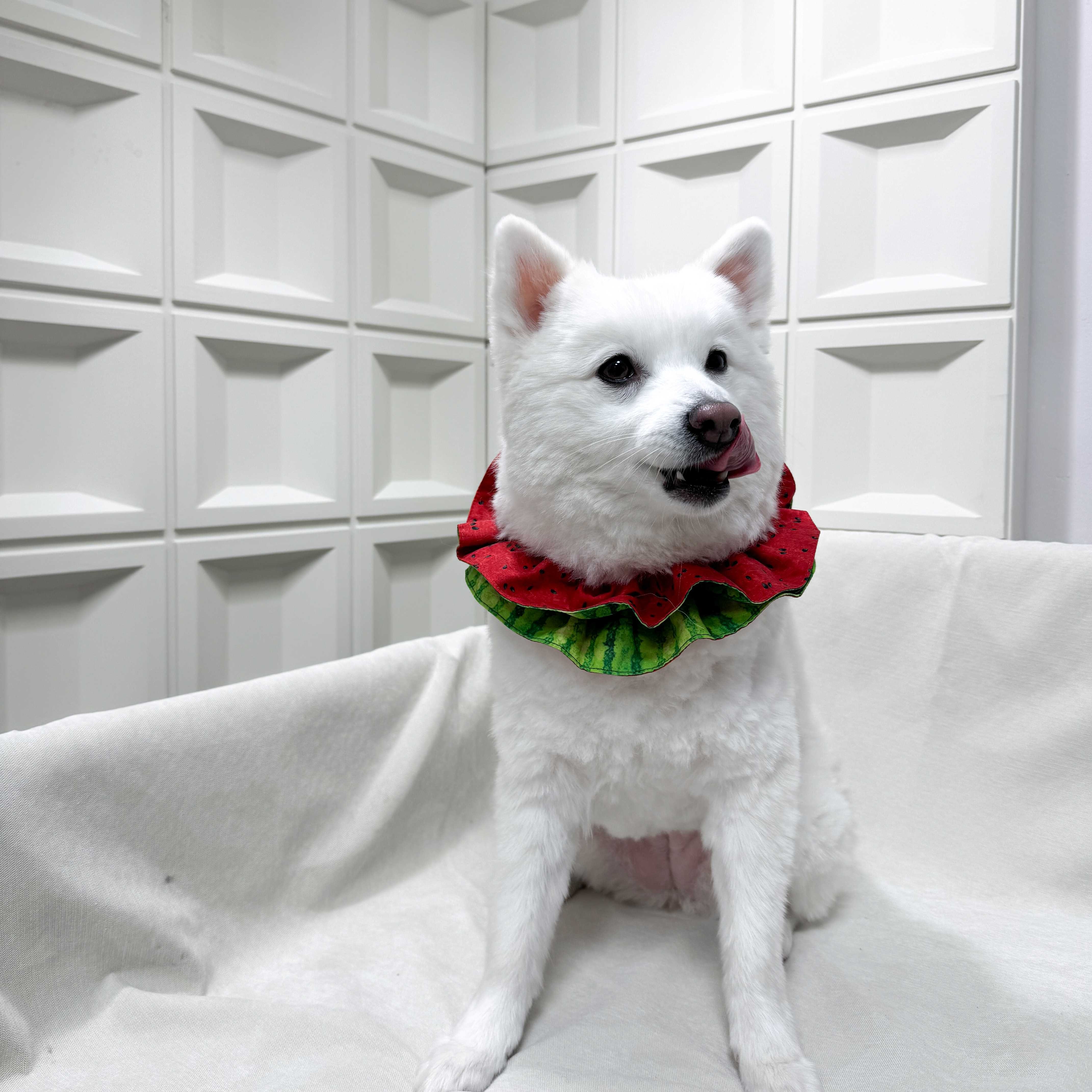 ꒰ 雙層捲捲 ꒱