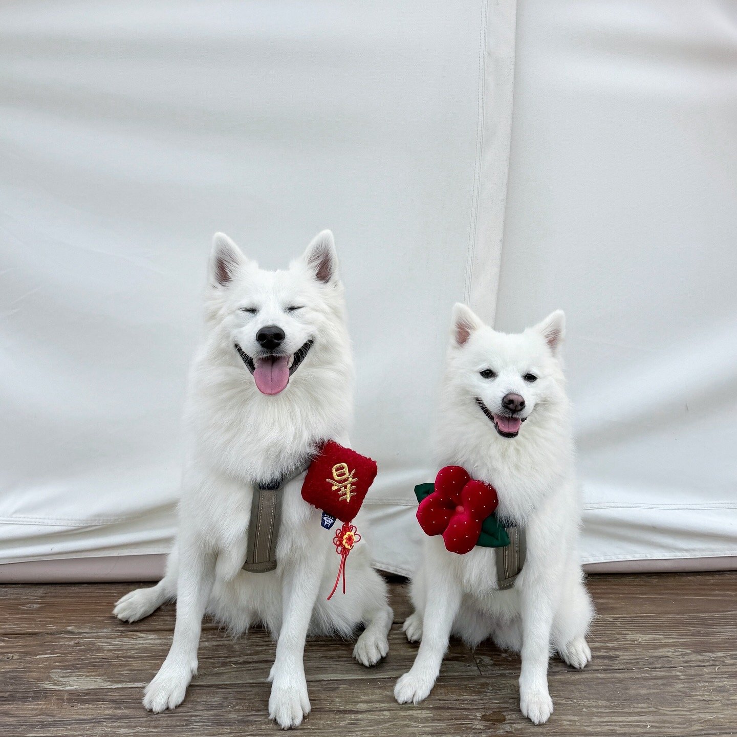 ꒰ 2025新年限定 ꒱