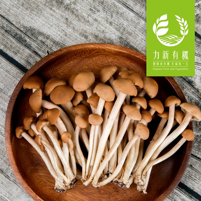 有機柳松菇 150g/盒｜肉質厚實香氣濃郁｜無農藥安心栽培