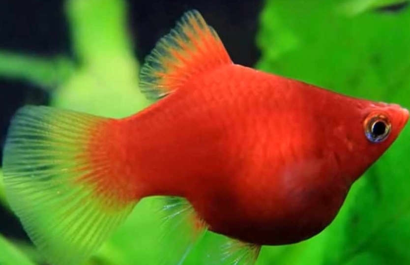 紅米奇 三色米奇 黃金太陽 紅單劍 紅雙劍 黑尾太陽 紅球 大帆紅茶壺