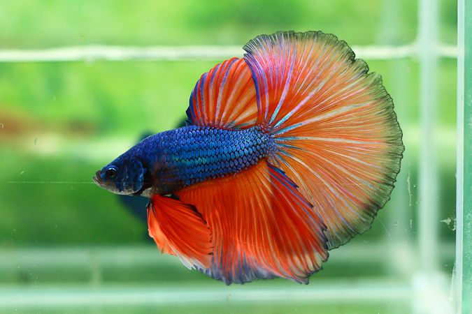 泰國進口 各式展示級鬥魚大全