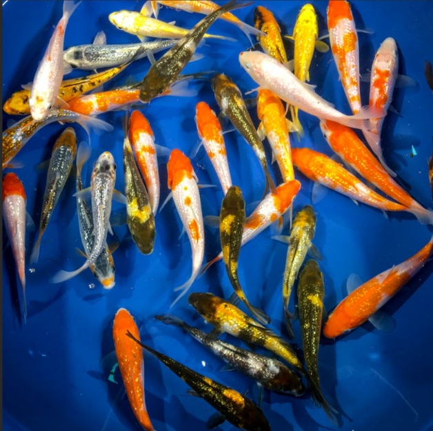 不挑色一般綜合鯉魚