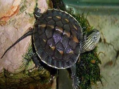 台灣長尾斑龜 澤龜