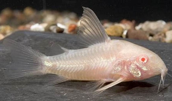 鼠魚集合區 白鼠 大帆花鼠 咖啡鼠 金線綠鼠 黑金紅頭鼠 熊貓鼠 大帆白鼠 茉莉豹鼠 黃翅珍珠鼠 大帆滿天星