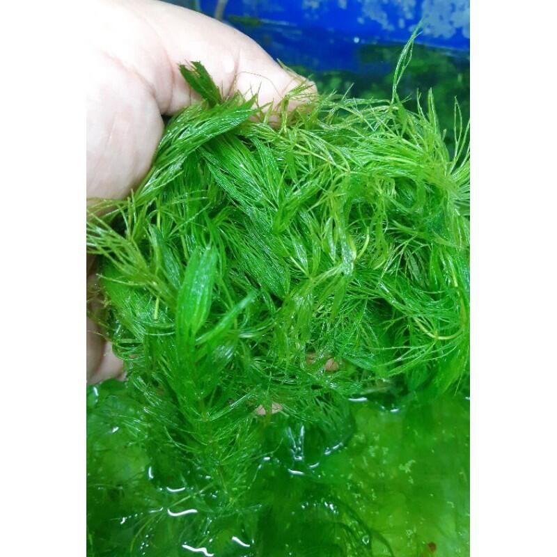 金魚草
