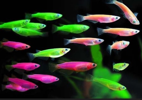 彩色仙子/斑馬魚