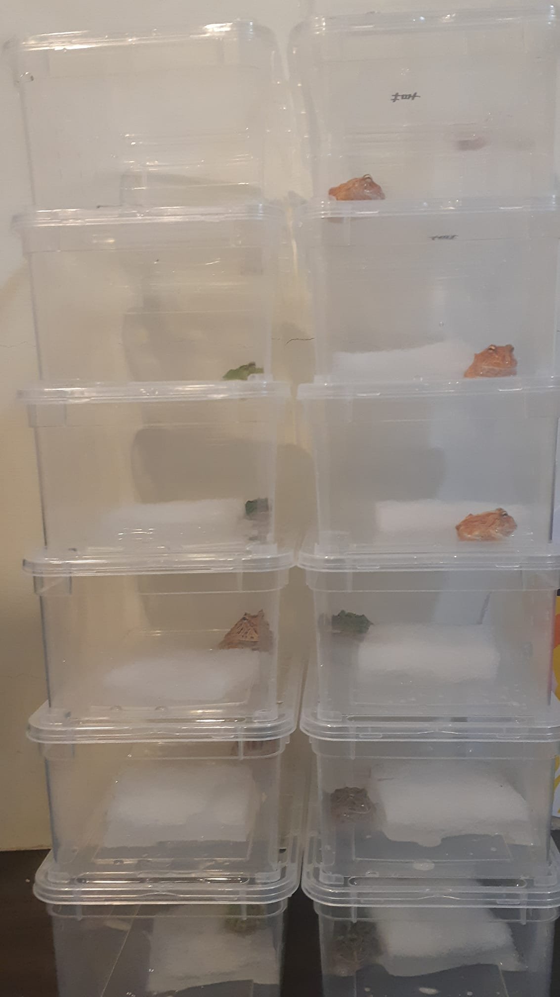 各式品種角蛙大全  黃金角蛙 綠角蛙 血紅角蛙 咖啡角蛙 皮卡丘 色缺 金屬 霸王