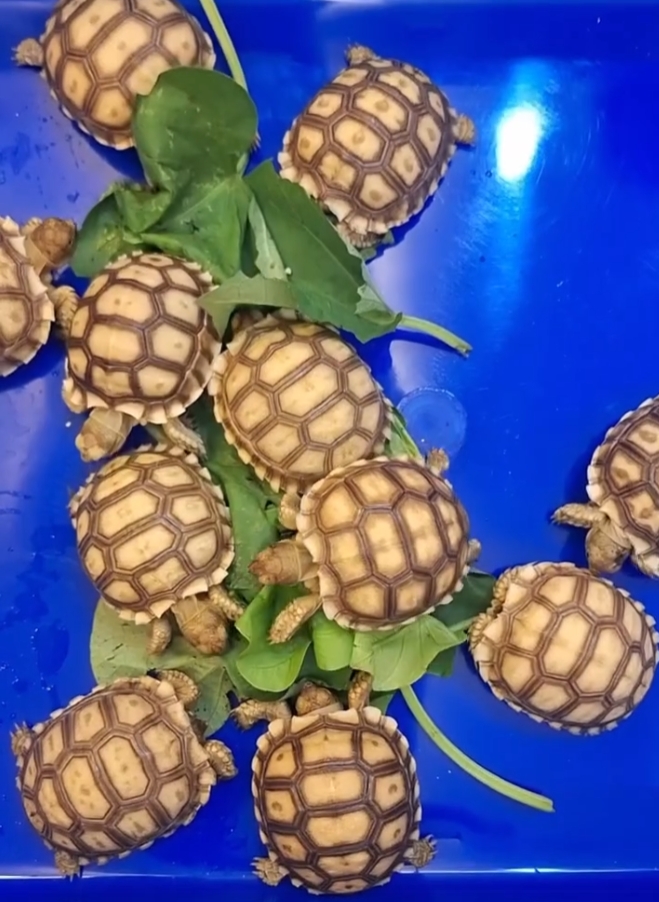 蘇卡達象龜 陸龜