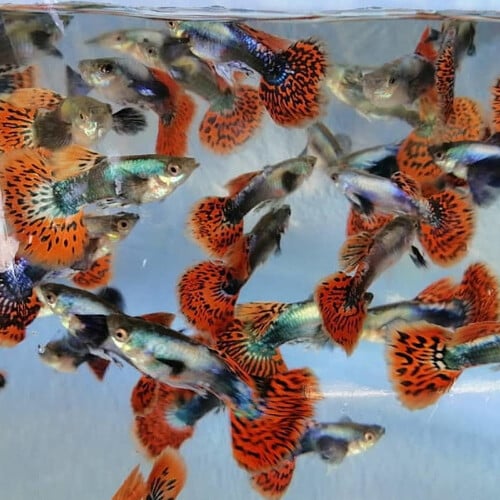 馬賽克、蘭花、紋路、單色系孔雀