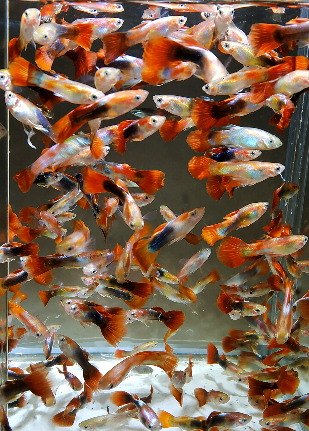 綜合孔雀魚（只限官網購買價格）