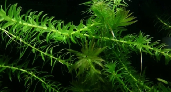 水蘊草