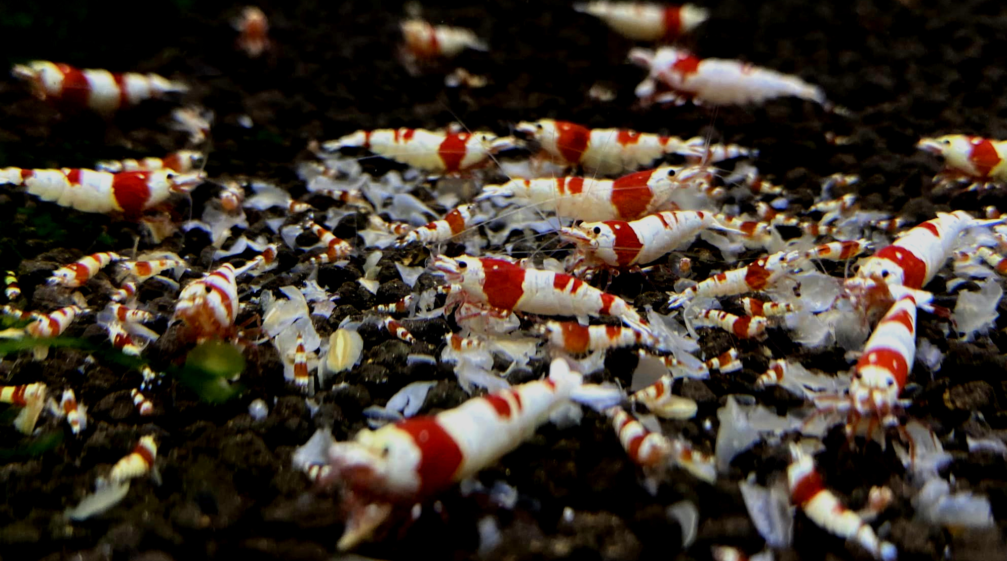 紅白水晶蝦 黑白水晶蝦