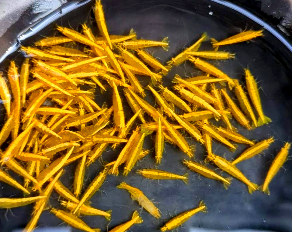 米蝦大集合專區、紅、黑、藍、綠、金、白、印度斑馬蝦