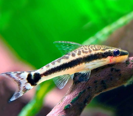 小精靈 白玉飛狐 小猴飛狐