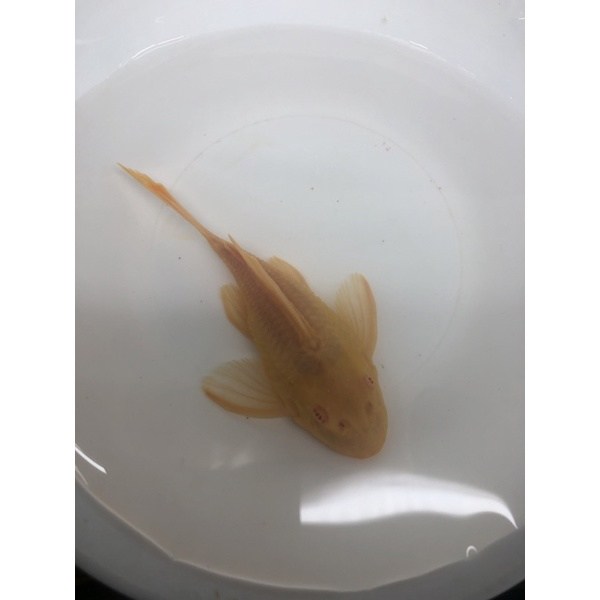 短身女王異形 限量